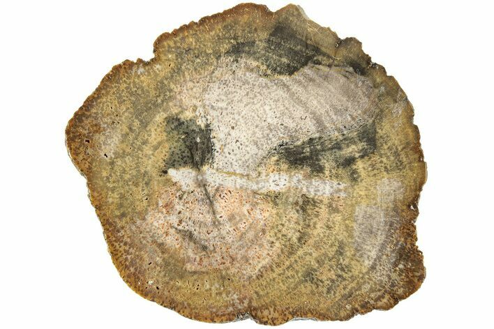 Polished Petrified Wood (Legume) Round - Texas #236479